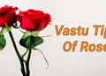 Vastu Tips Of Rose