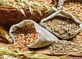Wheat Procurement