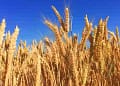 Wheat Procurement
