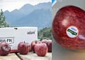 Himachal Apple