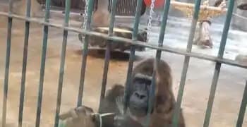 World Animal Protection