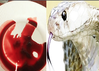 Chinese man demand snake juice in Gujarat