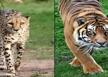 Tiger in Mohali City