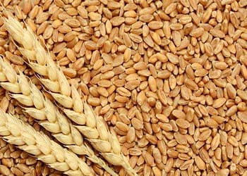 गेहूं
