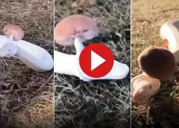 See the laughing snake