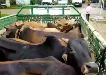 पशु तस्करों