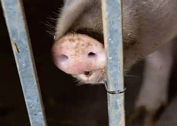 स्वाइन बुखार