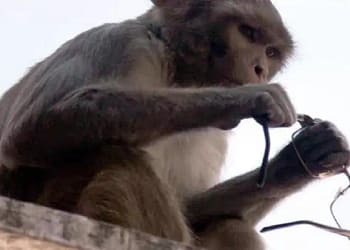 वृंदावन