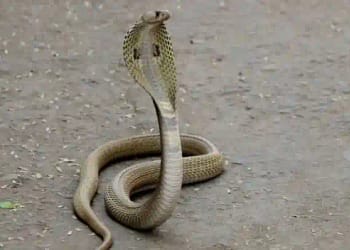 Snake