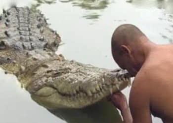 Vegetarian Crocodile