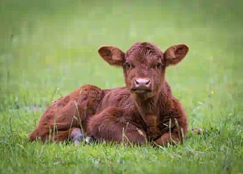 Calf