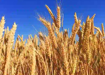 Wheat Procurement