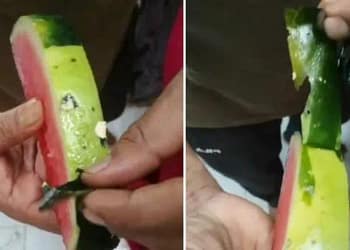 Watermelon Viral Video