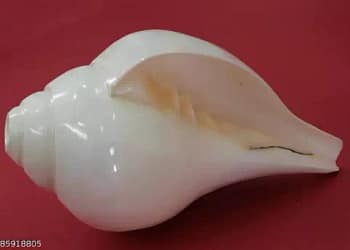 Conch