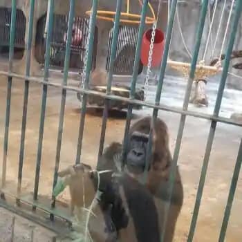 World Animal Protection