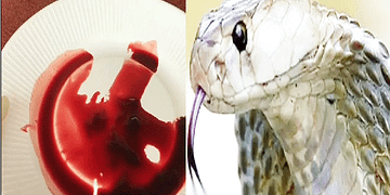 Chinese man demand snake juice in Gujarat