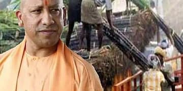 Sugarcane sweetness will increase