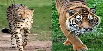 Tiger in Mohali City