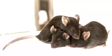 Mouse Enjoys Soap Bath