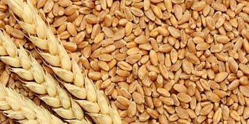 गेहूं