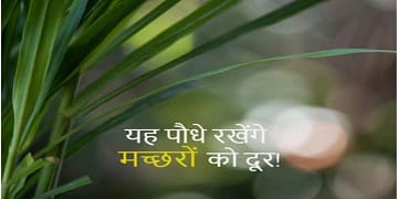 मच्छरों