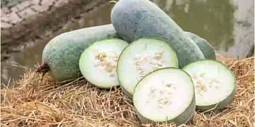 सफेद पेठे