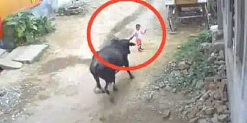 Bull Attacked