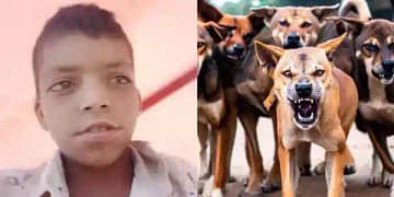 Terror of Stray Dogs