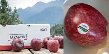 Himachal Apple