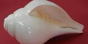 Conch
