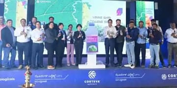 अंगूर और आलू