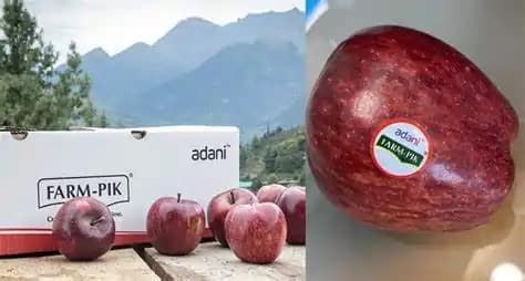 Himachal Apple