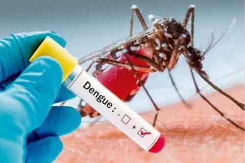Dengue Cases in Mohali