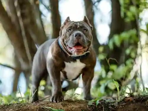 Pit Bull