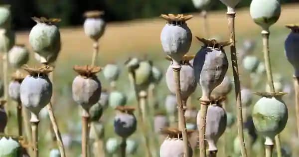 Illegal Opium Cultivation