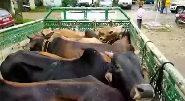 पशु तस्करों