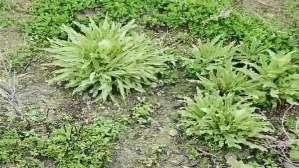 ब्रह्मकमल