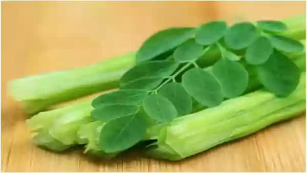 मोरिंगा