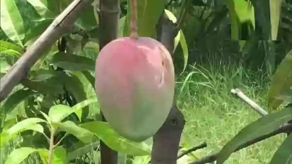 Mango