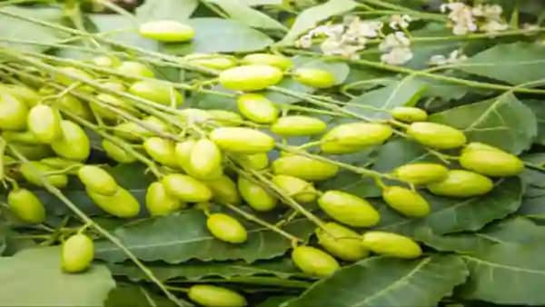 मच्छरों