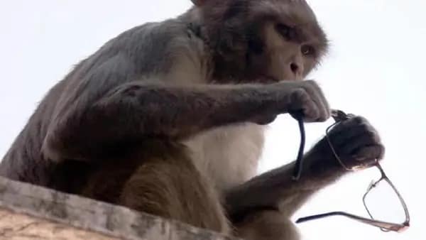 वृंदावन