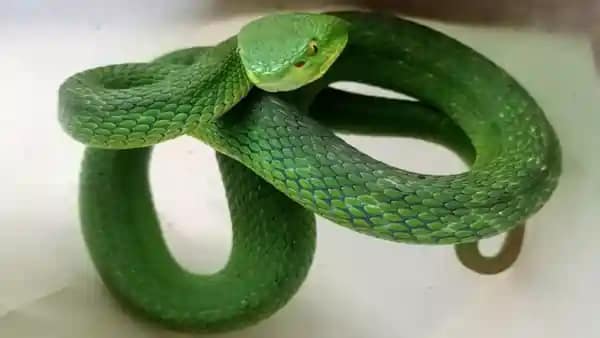 White Lipped Pit Viper