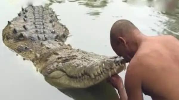 Vegetarian Crocodile