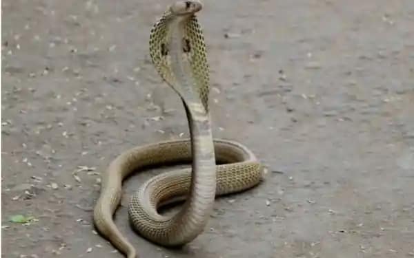 Snake