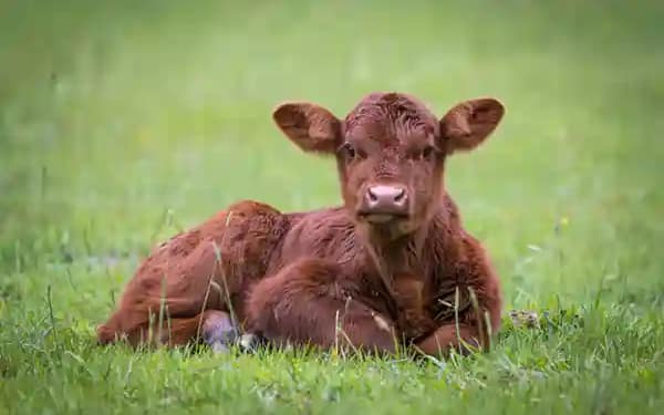 Calf