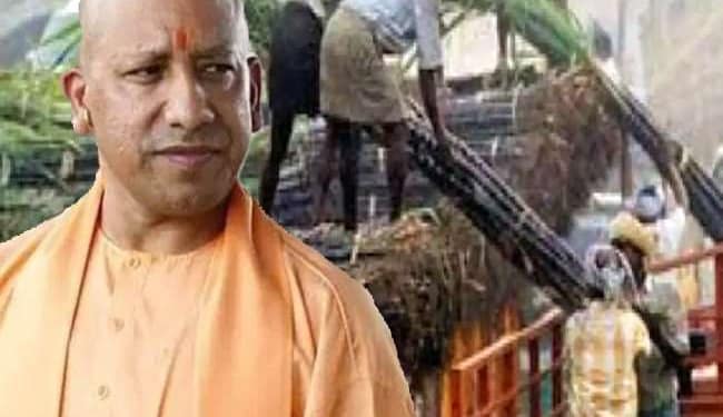 Sugarcane sweetness will increase