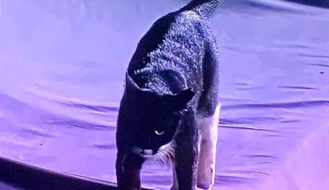 काली बिल्ली