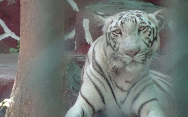 Wild Animals are not Entertainment, Reiterates World Animal Protection